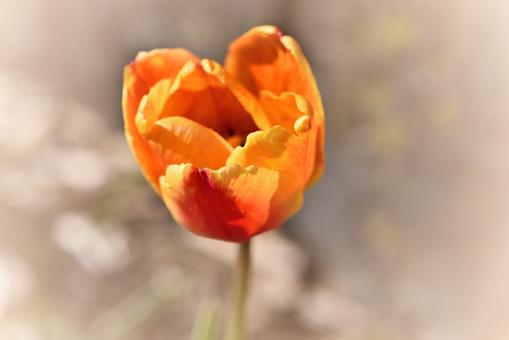 Free Stock Photo of Flower