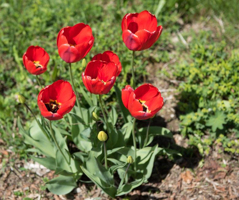 Free stock image of Flower created by Pixabay