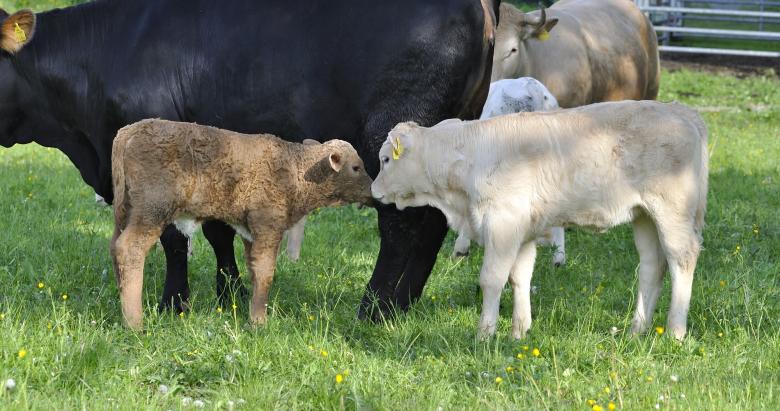 Free stock image of Calf created by Pixabay