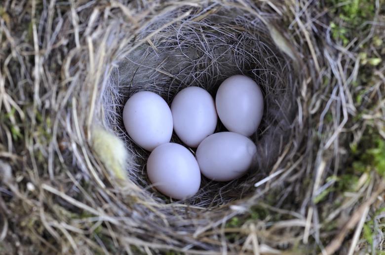 Free stock image of Nest created by Pixabay