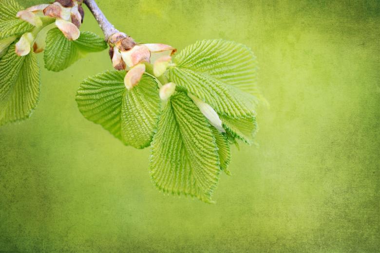 Free stock image of Branch created by Pixabay