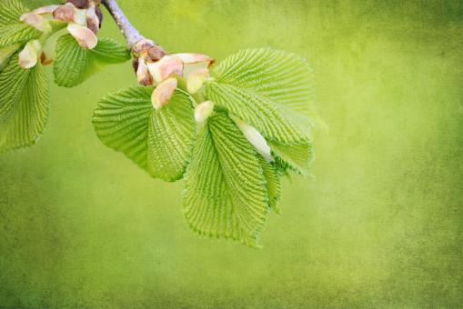 Branch - Free Stock Photo