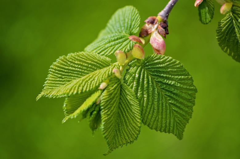 Free stock image of Branch created by Pixabay
