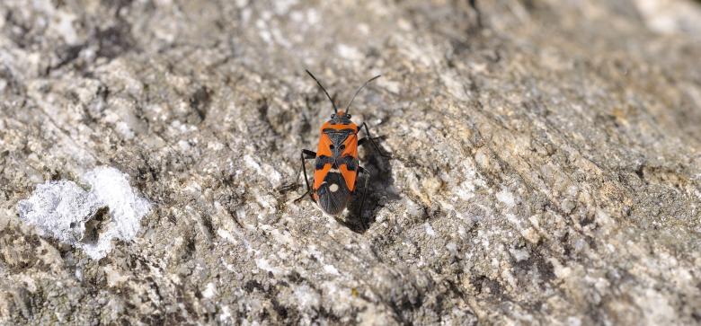 Free stock image of Bug created by Pixabay