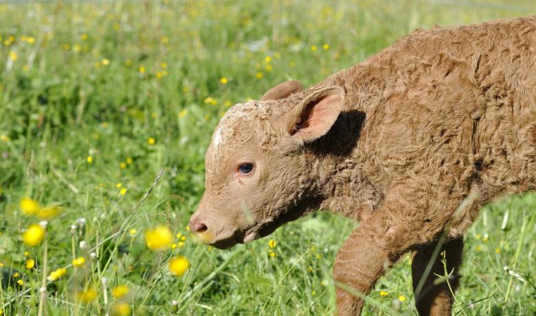 Free stock image of Calf created by Pixabay