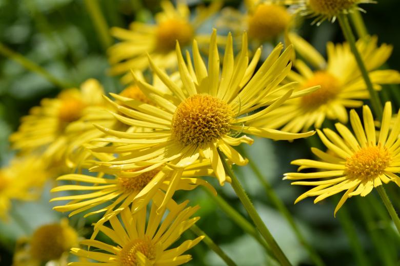 Free stock image of Garden created by Pixabay