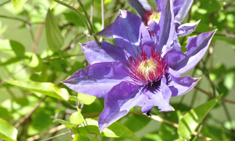 Free stock image of Purple Clematis created by Pixabay