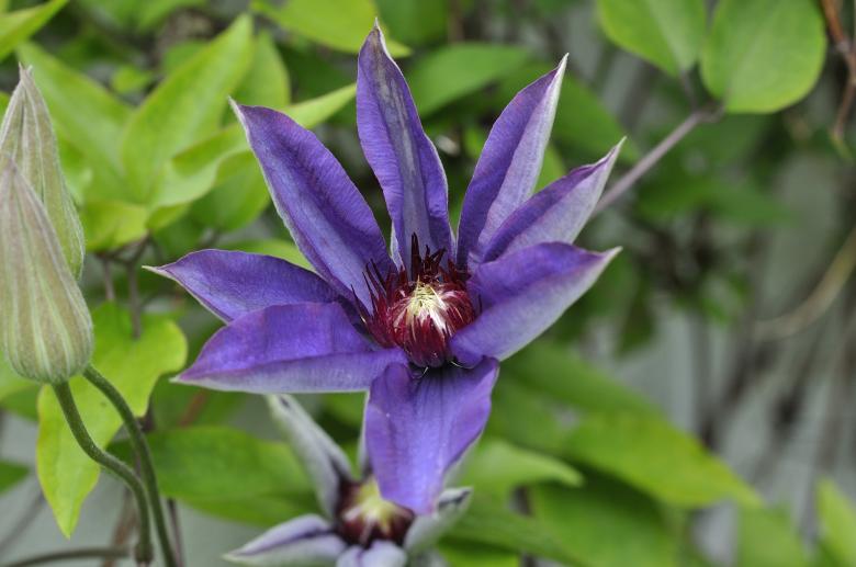 Free stock image of Clematis created by Pixabay
