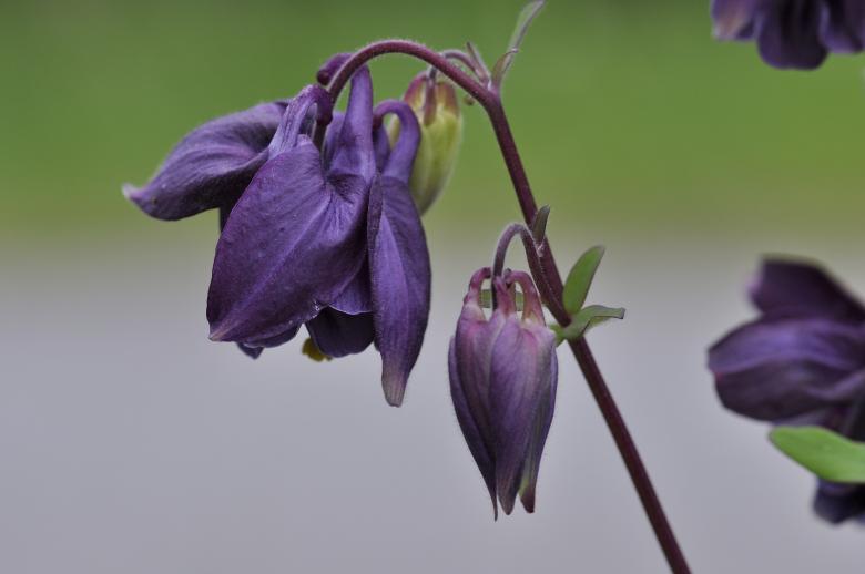 Free stock image of Purple Columbine created by Pixabay
