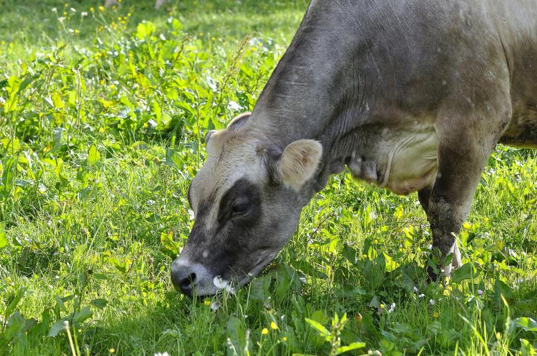 Free stock image of Cow created by Pixabay