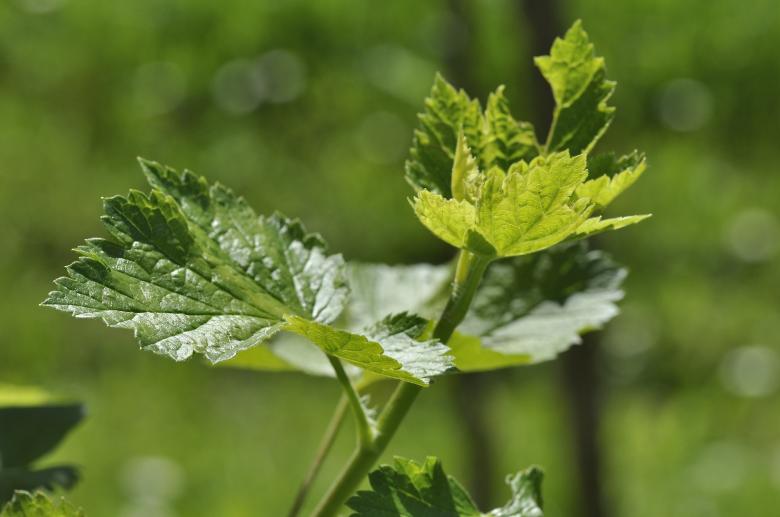 Free stock image of Currant created by Pixabay