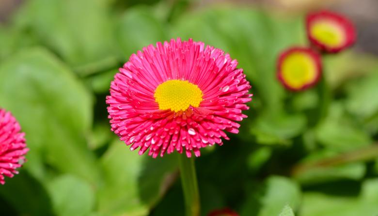 Free stock image of Daisy created by Pixabay
