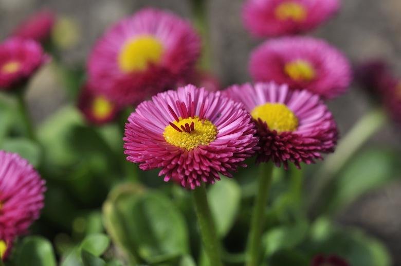 Free stock image of Daisy created by Pixabay
