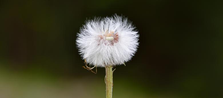 Free stock image of Soft created by Pixabay