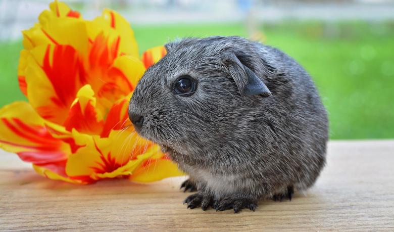 Free stock image of Guinea n Flower created by Pixabay