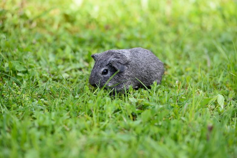 Free stock image of Guinea created by Pixabay