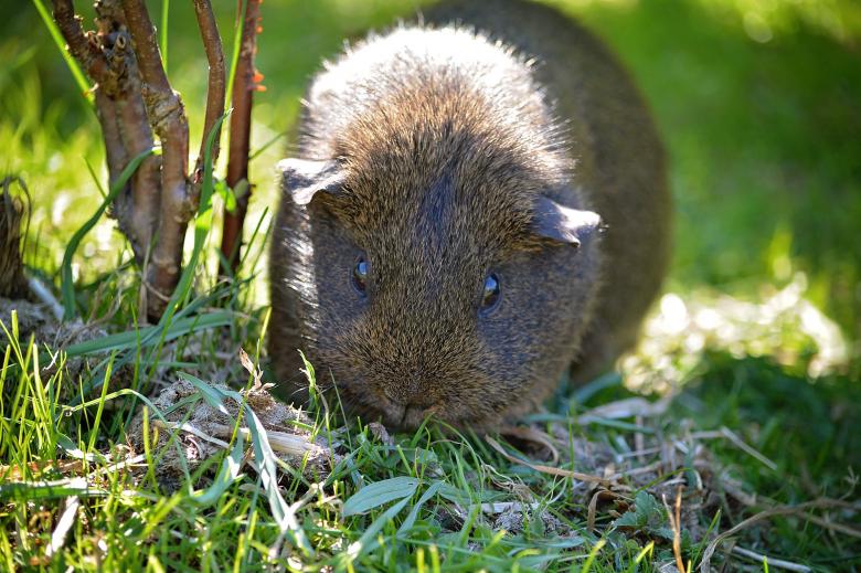 Free stock image of Guinea created by Pixabay