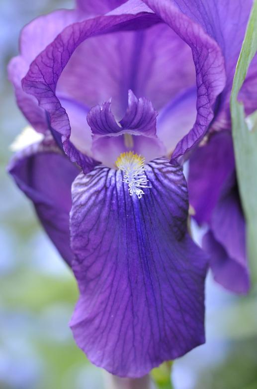 Free stock image of Beautiful Iris created by Pixabay