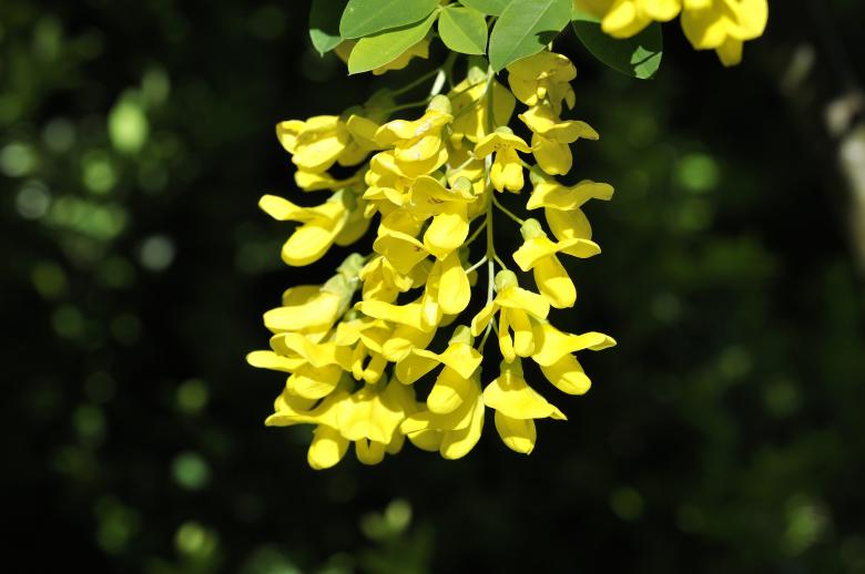 Free stock image of Laburnum created by Pixabay