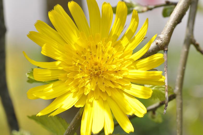 Free stock image of Meadows-dubius created by Pixabay