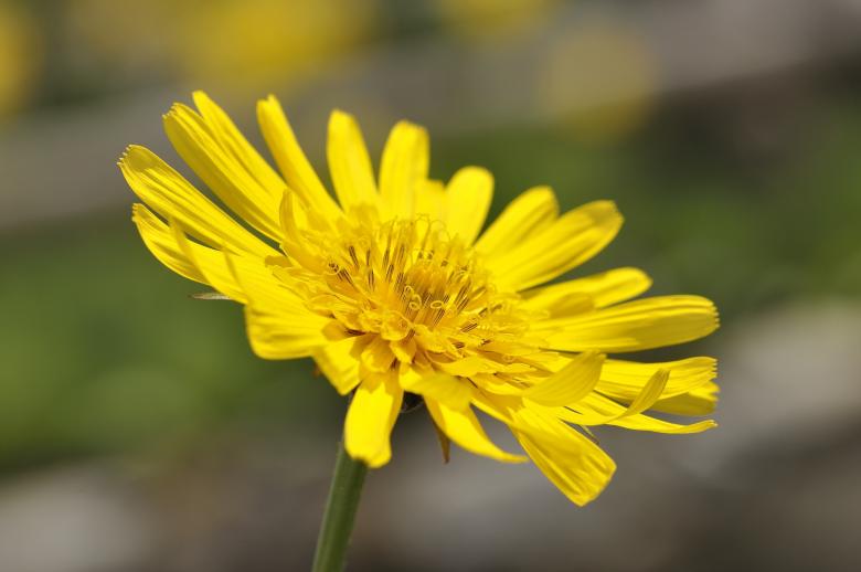 Free stock image of Yellow Flower created by Pixabay