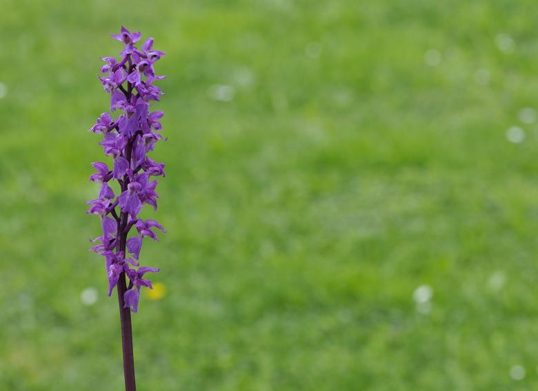Free stock image of Orchid created by Pixabay