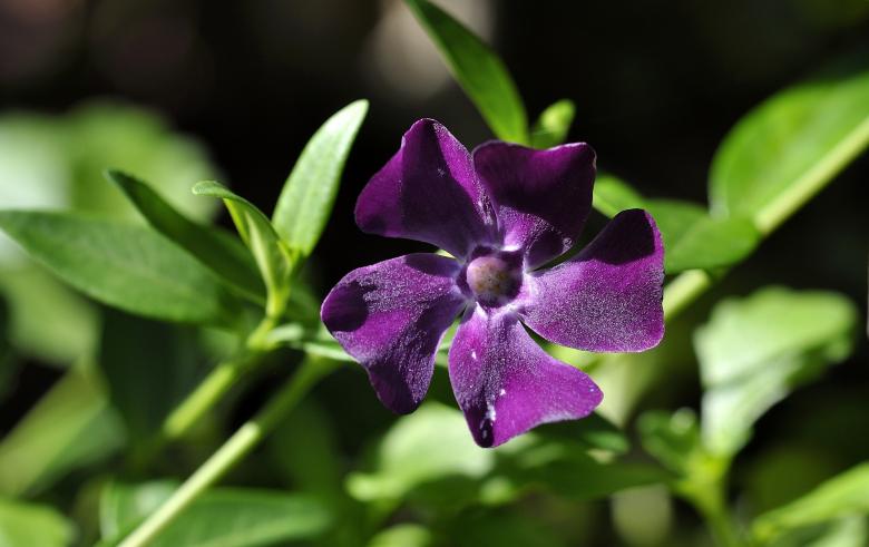 Free stock image of Periwinkle created by Pixabay