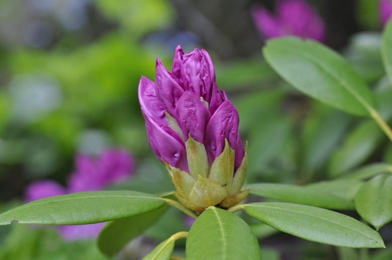 Free stock image of Purple Rhododendron created by Pixabay