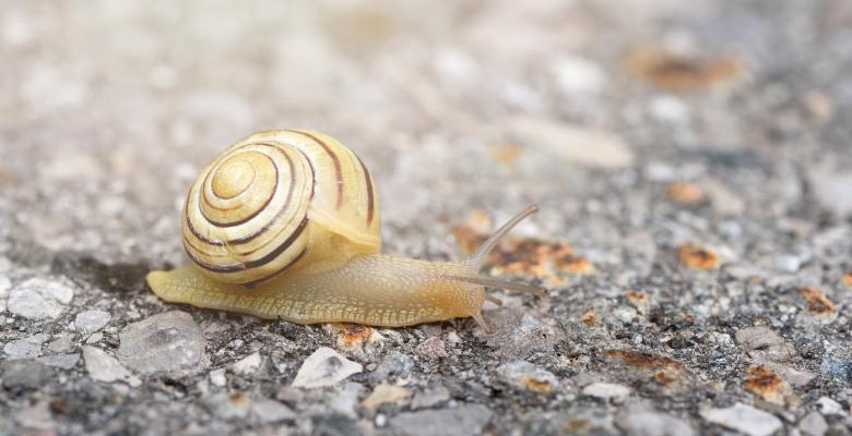 Free stock image of Snail created by Pixabay