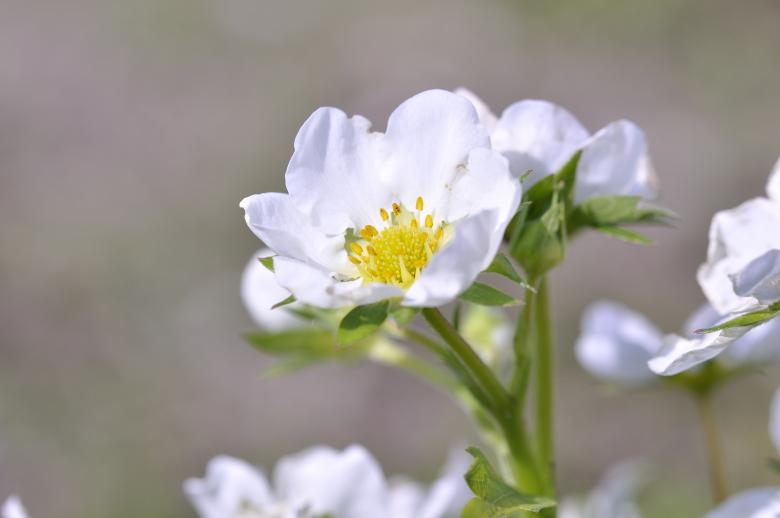 Free stock image of White Flowers created by Pixabay