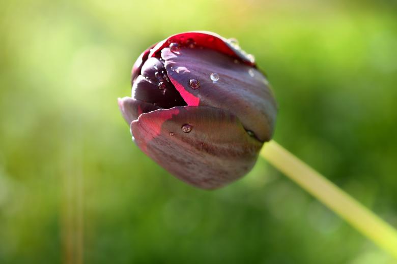 Free stock image of Fresh Flower created by Pixabay