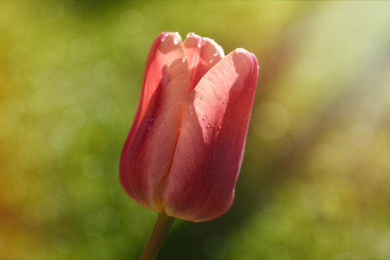 Free stock image of Tulip created by Pixabay