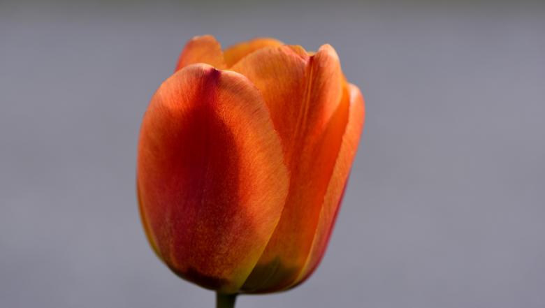 Free stock image of Tulip created by Pixabay