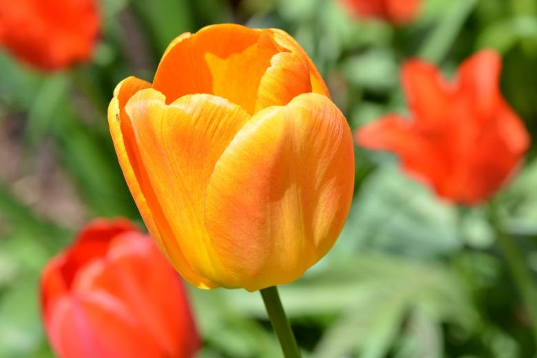 Free stock image of Garden created by Pixabay