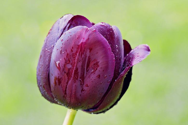 Free stock image of Tulip created by Pixabay