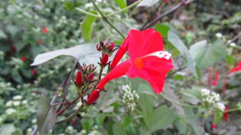 Free stock image of Red flower created by sajal patra