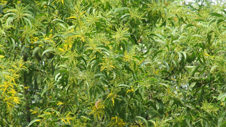 Free stock image of Wild Plant created by sajal patra