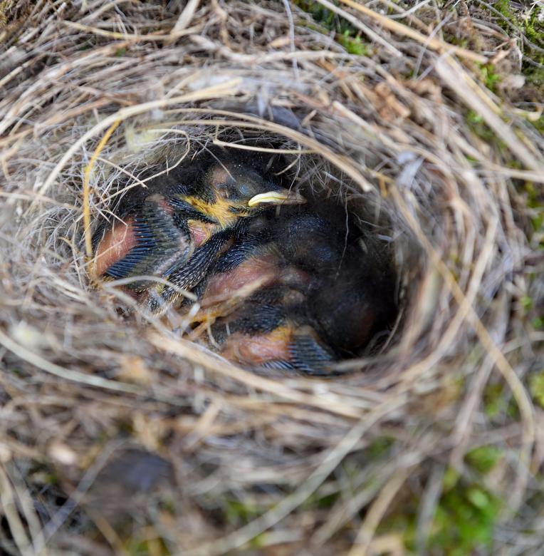 Free stock image of Nest created by Pixabay