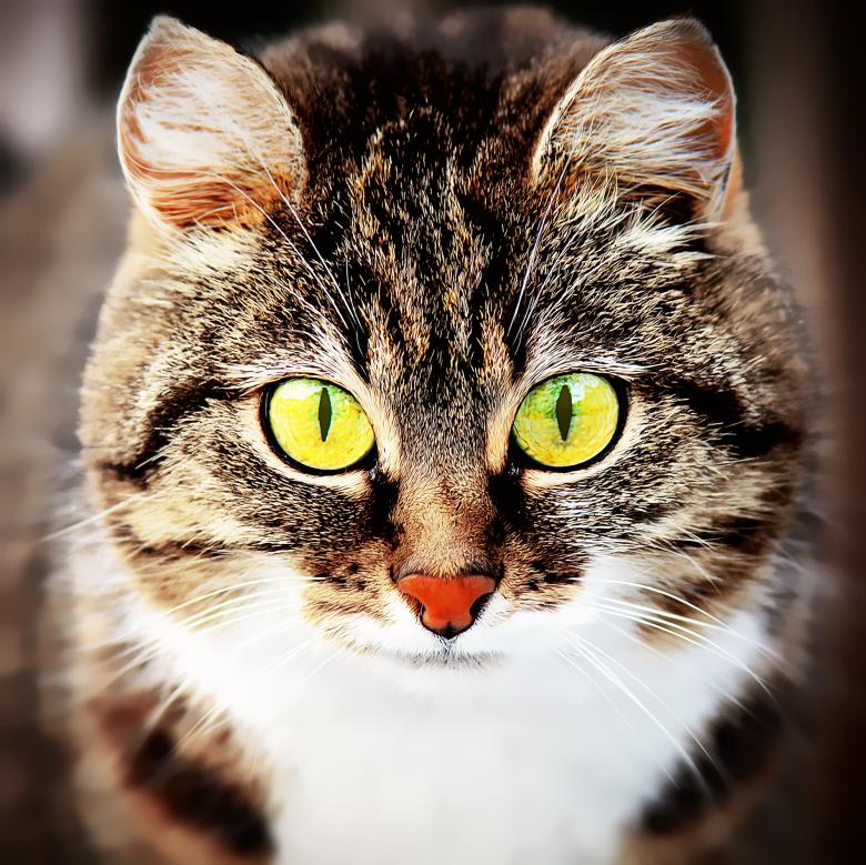 Free stock image of Animal created by Pixabay