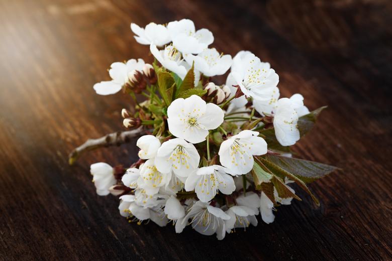 Free stock image of Blossoms created by Pixabay