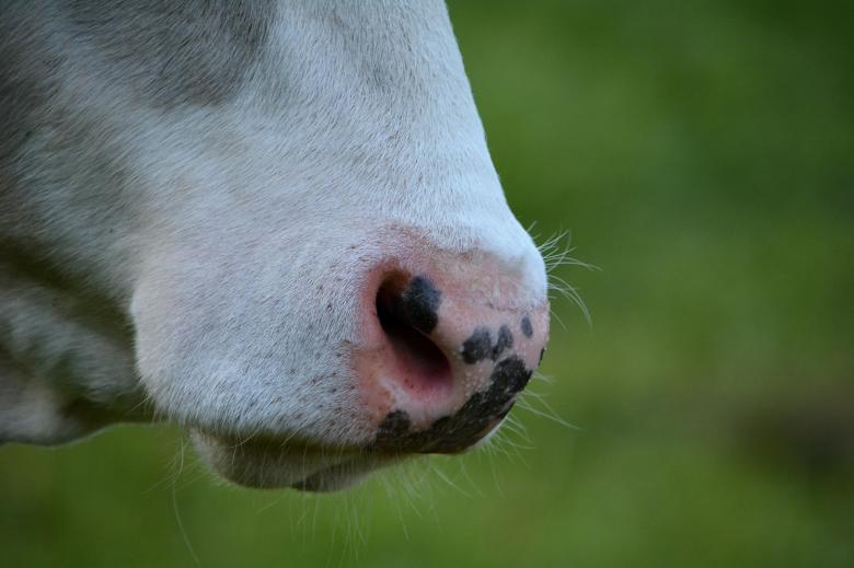 Free stock image of Cow created by Pixabay