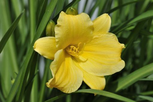 Free Stock Photo of Flower