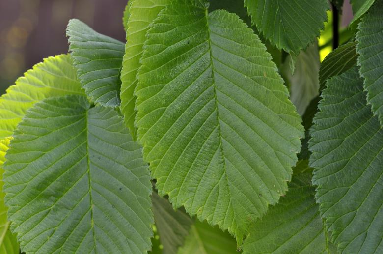 Free stock image of Green created by Pixabay