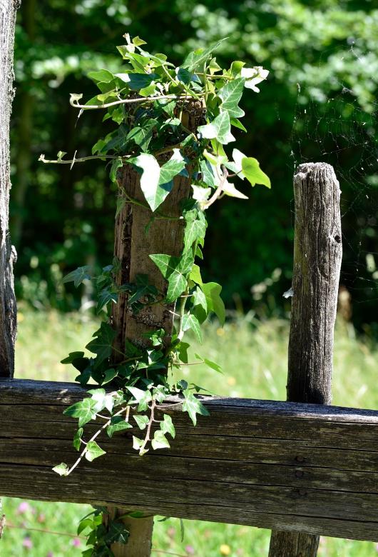 Free stock image of Wooden Fence Post created by Pixabay