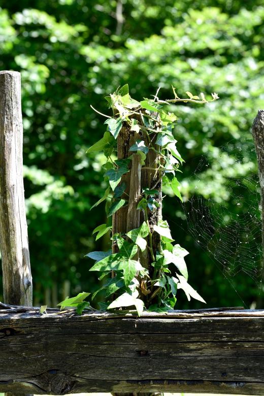 Free stock image of Wooden Fence with Plants created by Pixabay