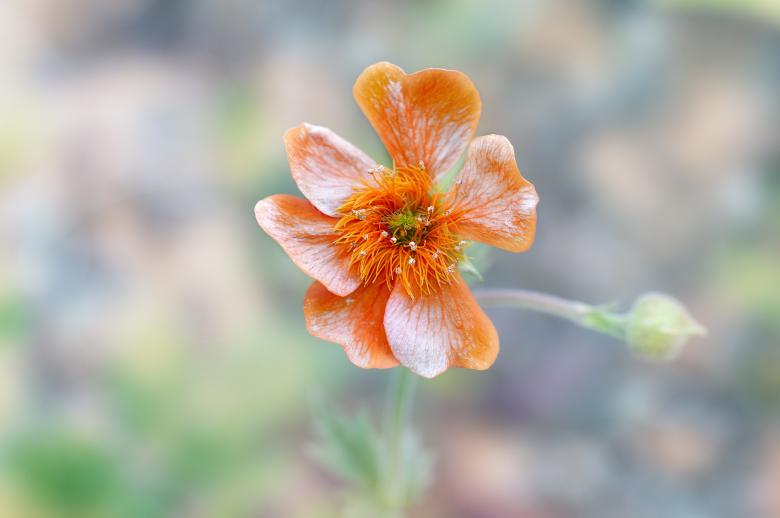 Free stock image of Flower created by Pixabay
