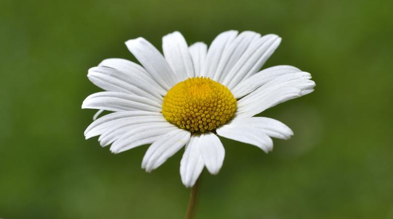 Free stock image of Fresh White Flower created by Pixabay