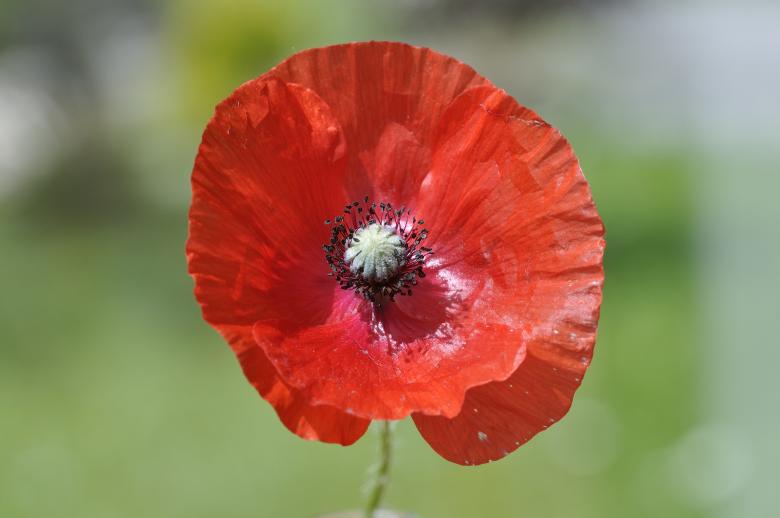 Free stock image of Red Flower created by Pixabay