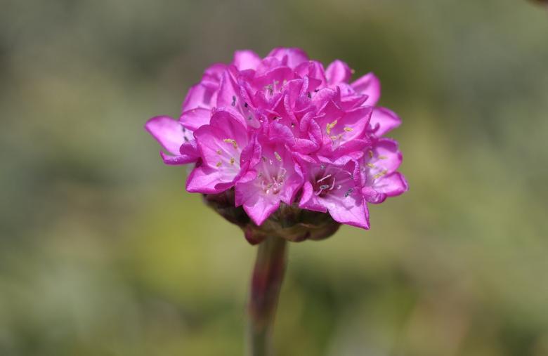 Free stock image of Pink created by Pixabay