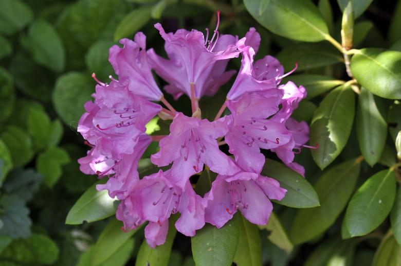 Free stock image of Flower created by Pixabay